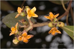 Avicennia officinalis